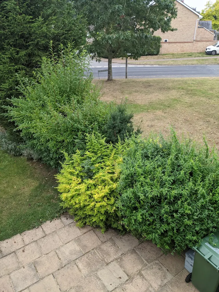 Neatly pruned shrubs along a driveway